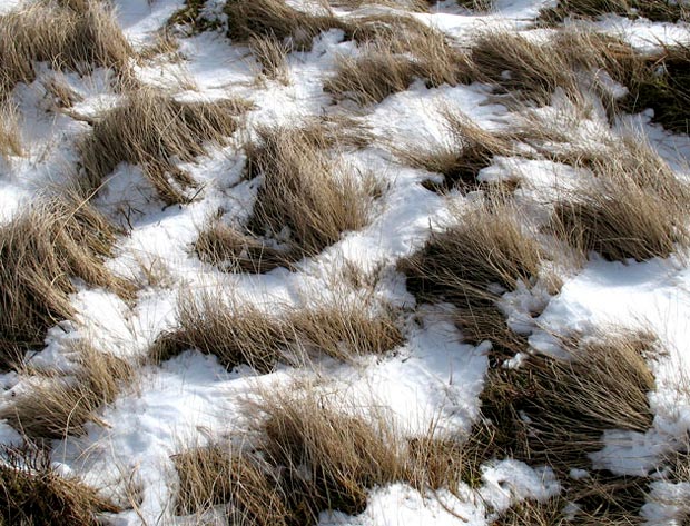 Grass and snow.