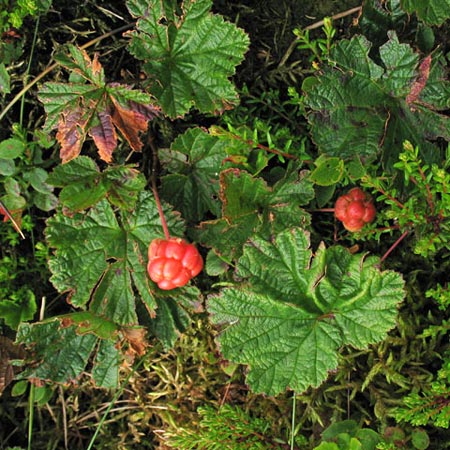 Cloudberry in fruit Broad Law.