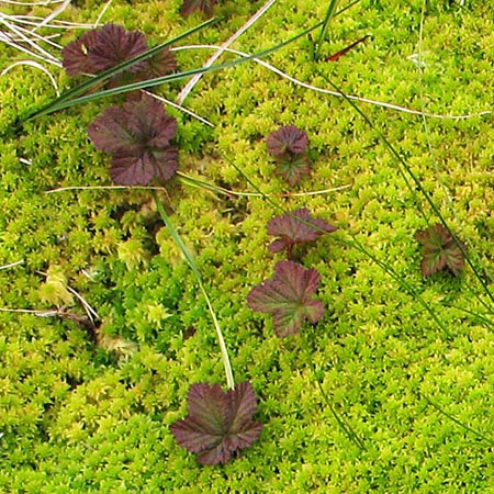 Sphagnum moss and Cloudberry.