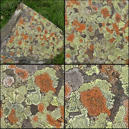 Detail of Lichens.