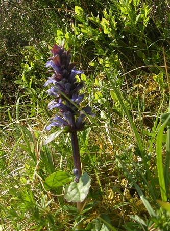 Wild flowers