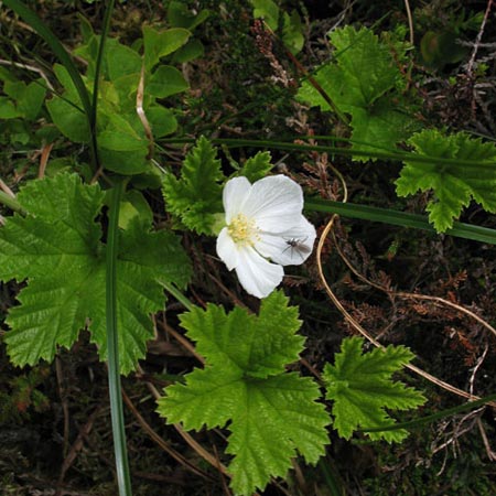 Wild strawberry.