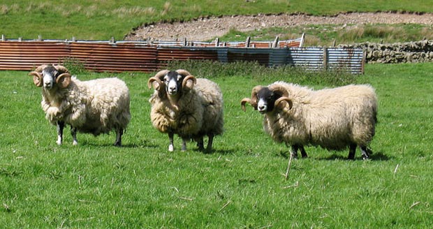 Welcoming sheep at Glenkirk.