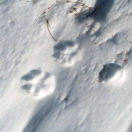 Tracks in the snow of a fox.