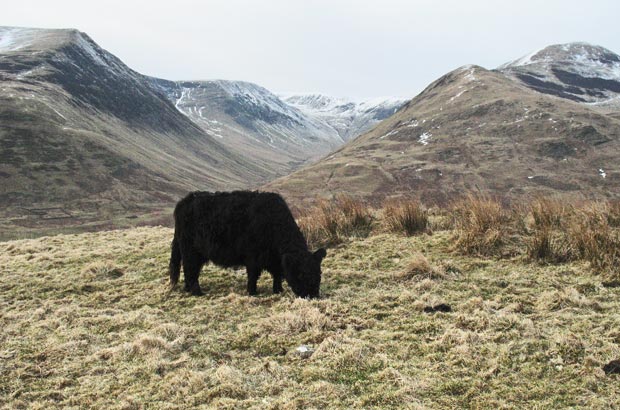 Cuddly coo poses against a backdrop of the Moffat Hills.