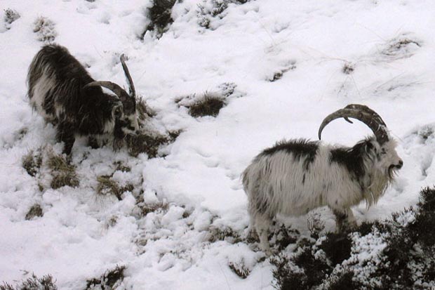 Ferrel goats by the tail Burn.