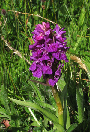 Northern Marsh Orchid.