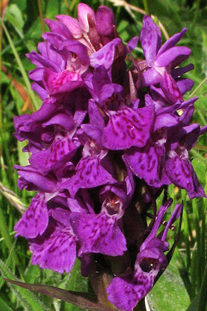 Northern Marsh Orchid.