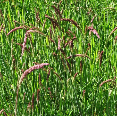 Grasses at Cappercleuch.