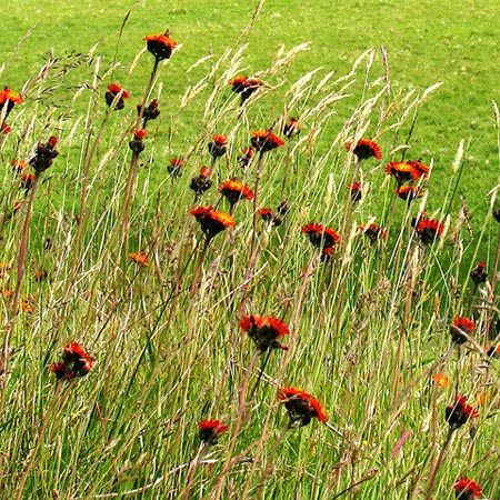 Orange Hawkweed by the roadside.