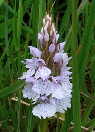 Heath Spotted-Orchid.