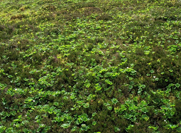 Masses of cloudberry on Glenstivon Dod.