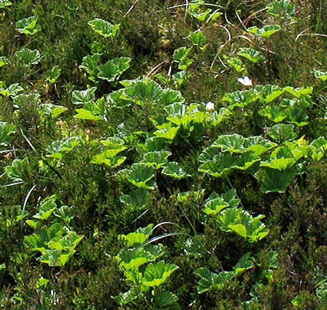 Cloudberry on Glenstivon Dod.