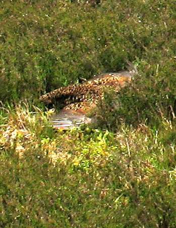 Mother Grouse pretending to be injured.