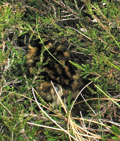 Well disguised grouse chick.