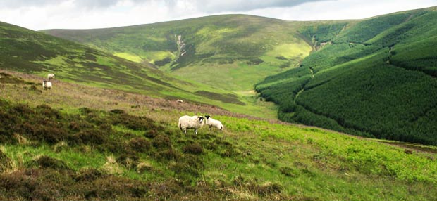 View up to the head of the Hopecarton Burn and Middle Hill from Dulyard Brae.