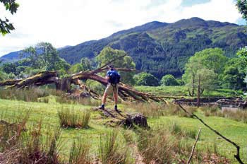 Blasted tree near where we leave Nation Cycle Route 7 for Buchan Hill