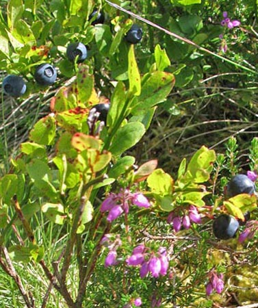 Blaeberries (the Scots word for bilberry)
