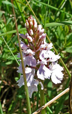 Orchid by the wayside.