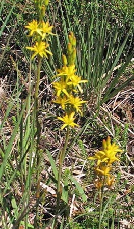 Wild flower by the wayside.