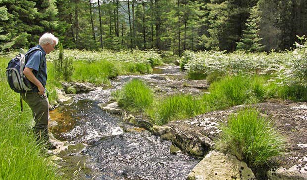 Preparing to cross the burn in the woods.