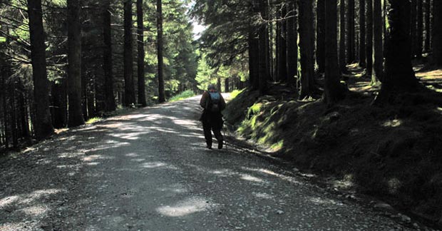 Dappled light on the Raider's Road.