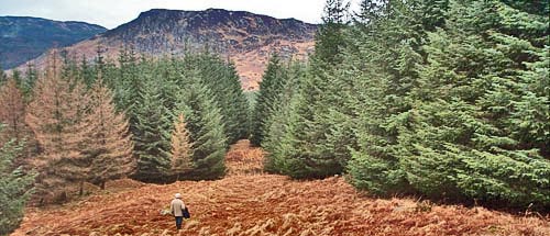 Coming through firebreak on route up from Dunkitterick