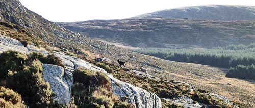 View from Craignelder of ferrel goats with Cairnsmore of Fleet beyond