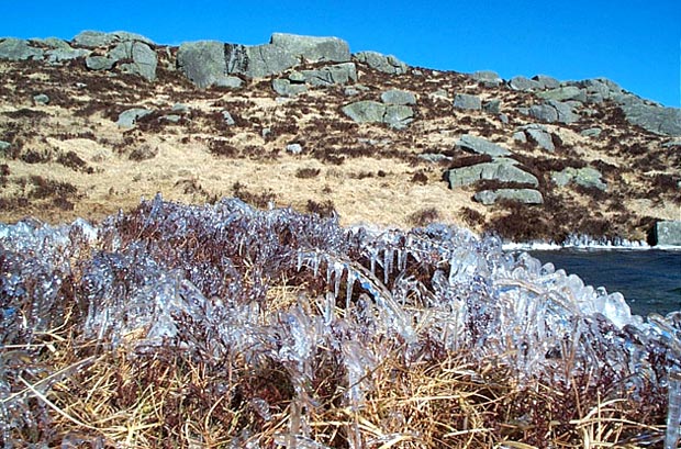 Iced vegetation by Dow Loch