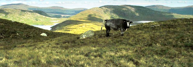 Rig of the Jarkness and the Glenhead lochs from near Buchan Hill