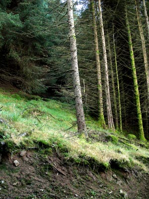 Path into the wood leaving the forest track