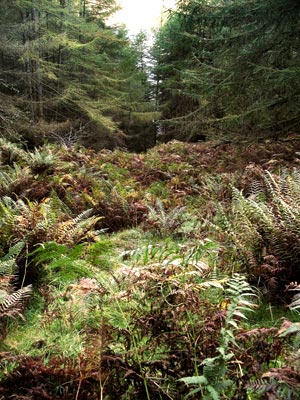 View down through the gap in the trees that we are using to ascend