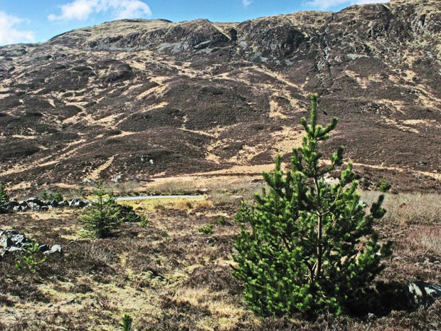 Millfore from the forest road near Mulwhurn