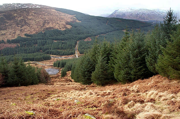 View down the forest ride to the quarry and to the route we have come up from Craigencallie