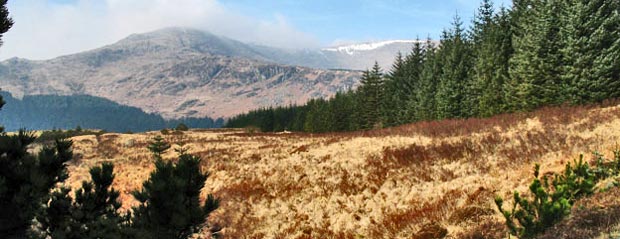 View of North Gairy from the forest track