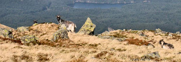 Feral goats between Meikle Millyea and Meikle Lump