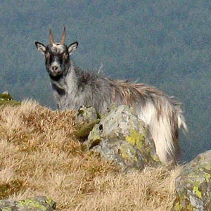 Feral goat between Meikle Millyea and Meikle Lump