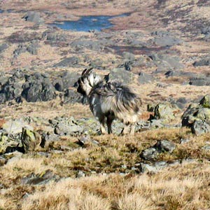 Feral goat between Meikle Millyea and Meikle Lump