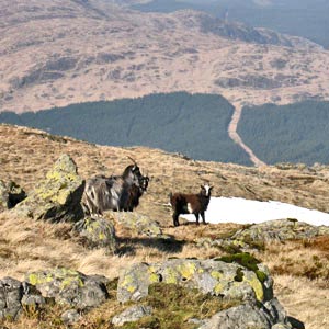 Feral goats between Meikle Millyea and Meikle Lump