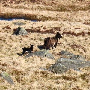 Feral goats between Meikle Millyea and Meikle Lump