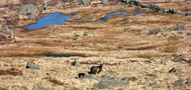 Small lochans at the top of Meikle Lump - detail with goats
