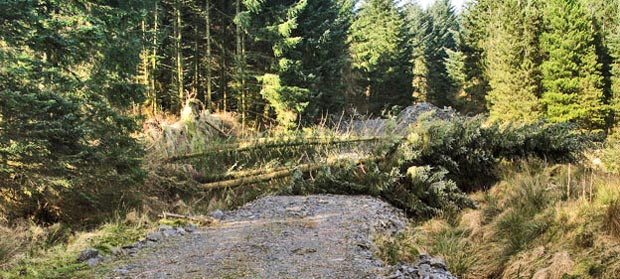 Fallen trees over the forest track