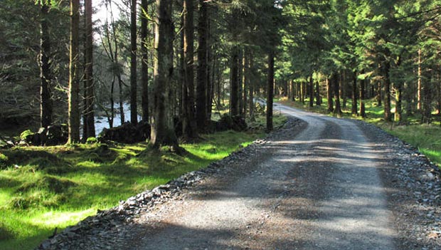 View of the forest track running alongside the Mid Burn