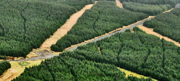 The forest road that brought us to the memorial 