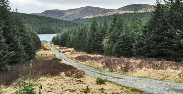 View down to Loch Harrow from the forest track back to Fore Bush