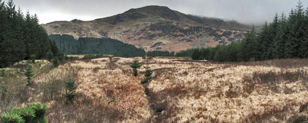 View towards North Gairy from the forest track back to Fore Bush