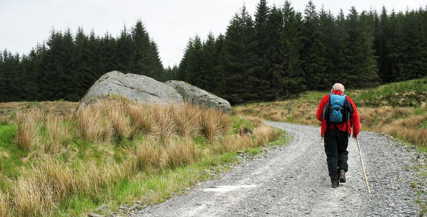 Approaching Mc Whann's Stone along the forest track