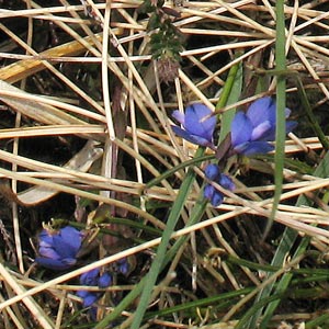 Plants in the Flowe