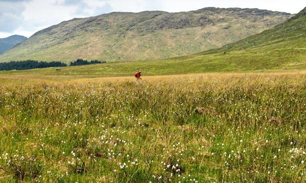 Bog cotton on the Silver Flowe