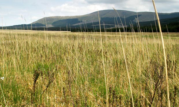 Tall grasse on the Silver Flowe with Meikle Craigtarson and Corserine beyond